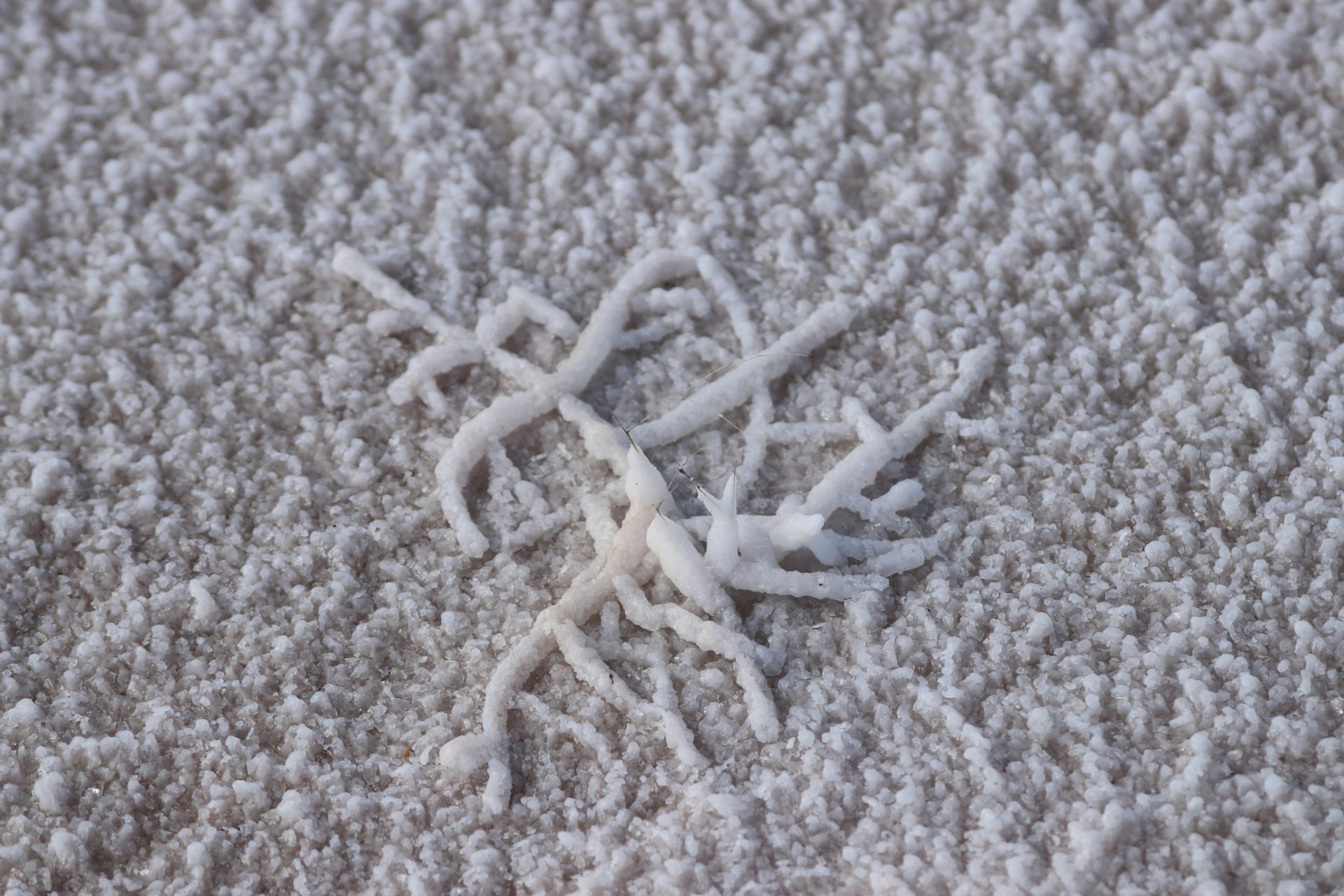 a close up of a snowflake on a carpet